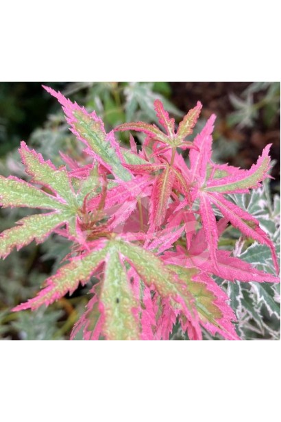 Клен Ліоші на осінньому фоні 